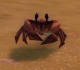 Crab 